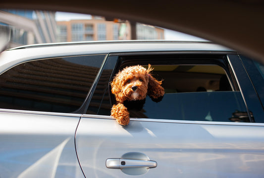 Keeping Your Furry Friend Safe on the Road: Essential Pet Travel Tips