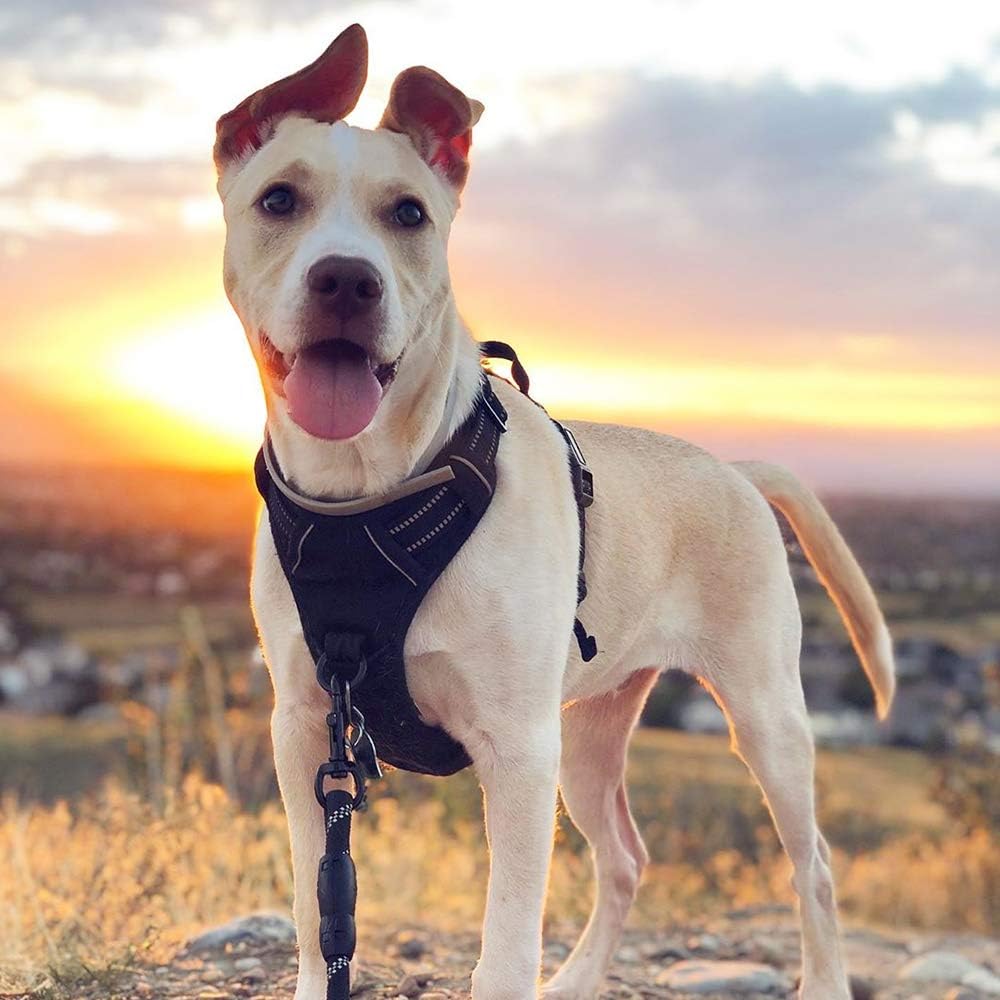 No-Pull Adjustable Dog Harness