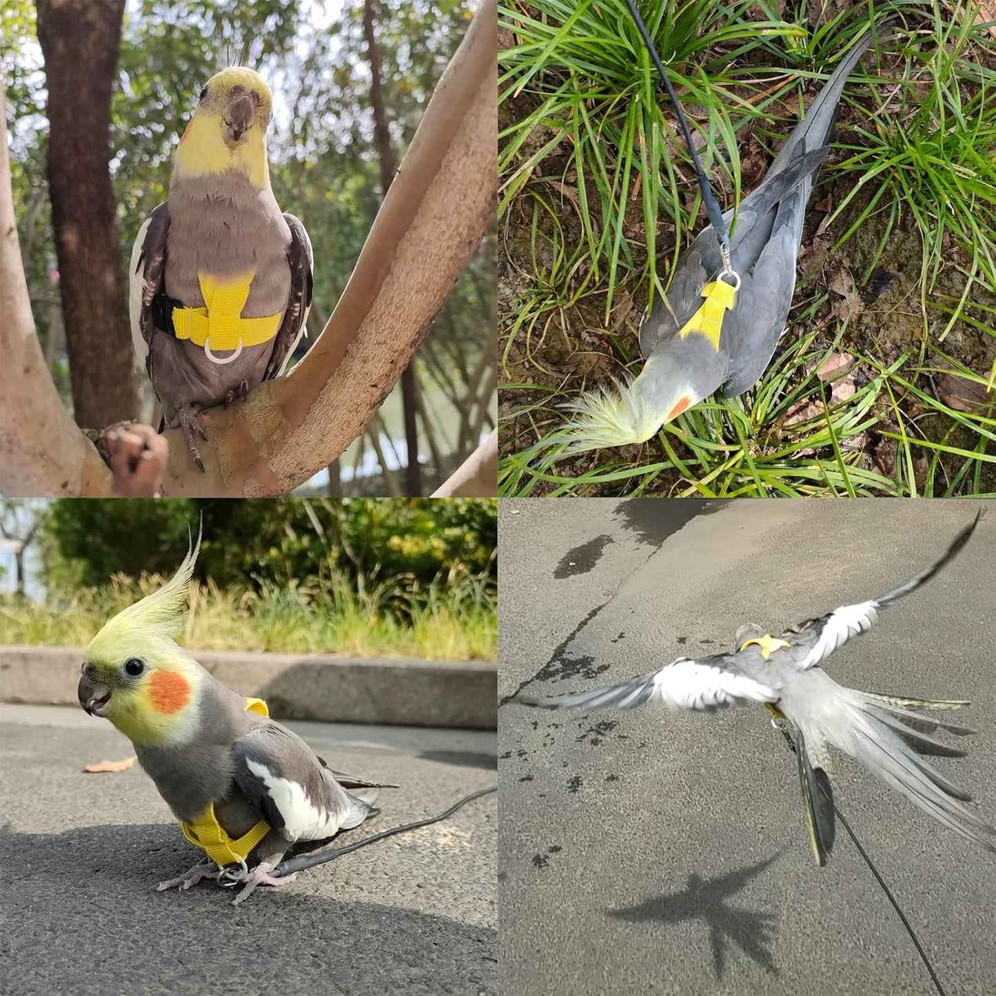 Bird Harness with Buckle Clip and a Leash, Easy to Wear for Bird Parrots Cockatiel S Size Weight 85-105 Grams, Yellow