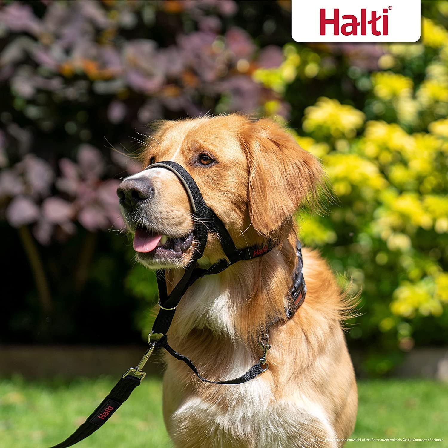 Halti Head Collar for Dogs, Size 3, Black