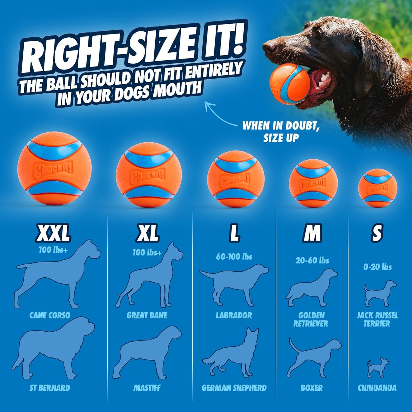 17001 2.5-Inch Ultra Ball 2 Pack, Medium, Orange/Blue